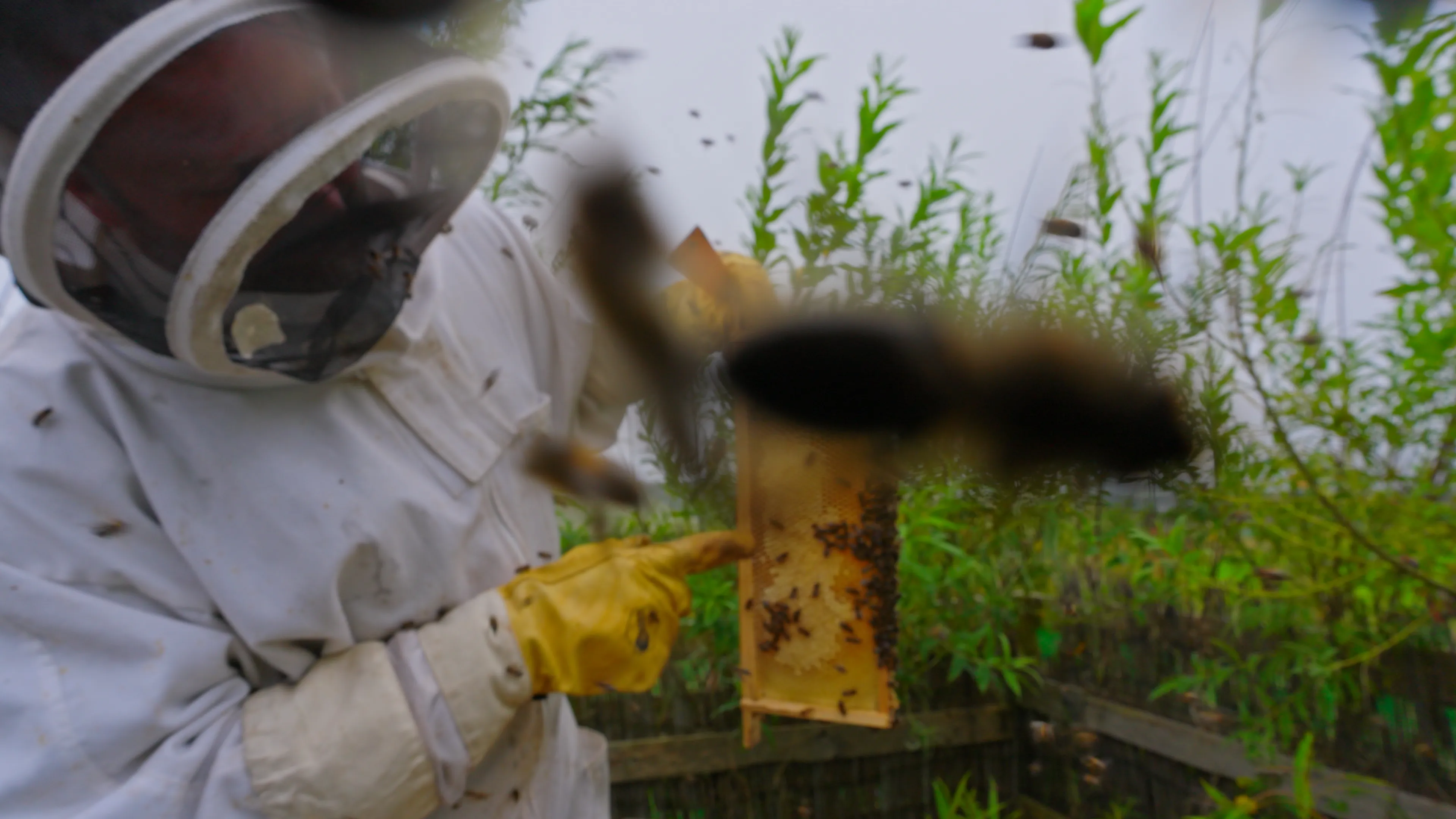 John Ballard in full beekeeping suit examining a honeycomb frame with bees in flight at the bee-safe garden at The Children's Centre, Isle of Man, during filming for The Conister Bee Project by DotPerformance